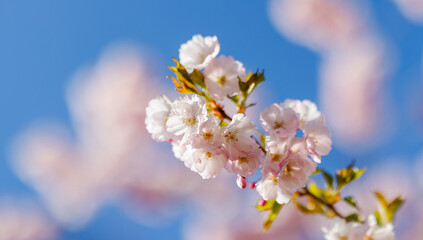 Close up of cherry tree pink blossoms