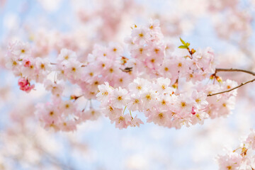 Close up of blooming cherry tree pink blossoms
