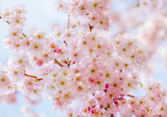 Close up of blooming cherry tree pink blossoms