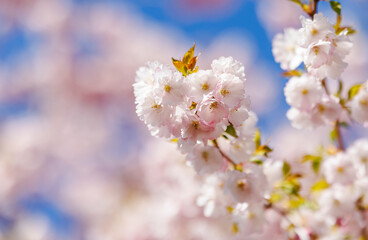 Close up of cherry tree pink blossoms