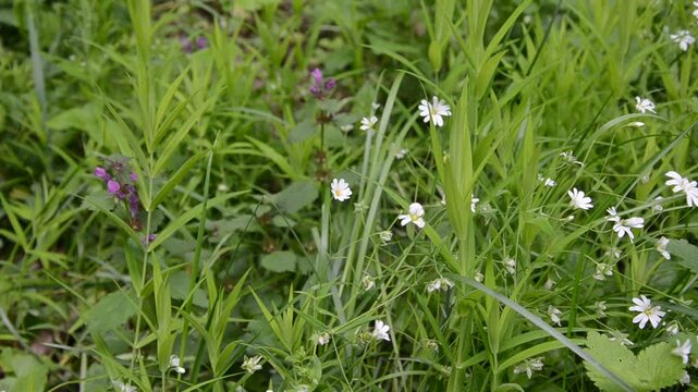 Forest starflower, or lanceolate starflower