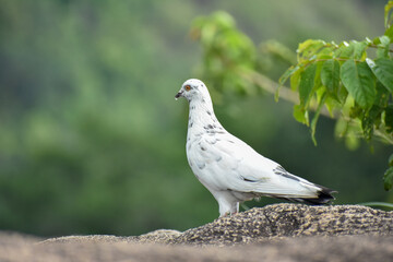 A White Pigeon on the Hilltop of the Maligatenna (Maligathanna) Raja Maha Viharaya, Gampaha, Sri Lanka.
