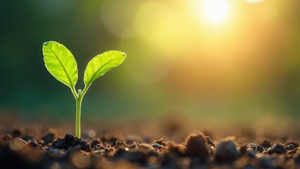 Young plant growing at sunlight. Environment and ecology concept. Sources for renewable, sustainable development..