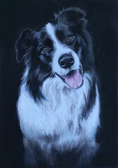 Portrait of a border collie dog - drawing with crayons on black paper. Realistic bust of a smiling black and white sheepdog.
