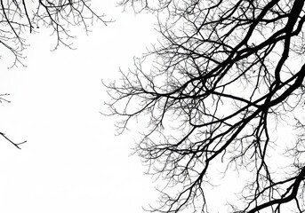 Silhouette of tree branches against sky on white background