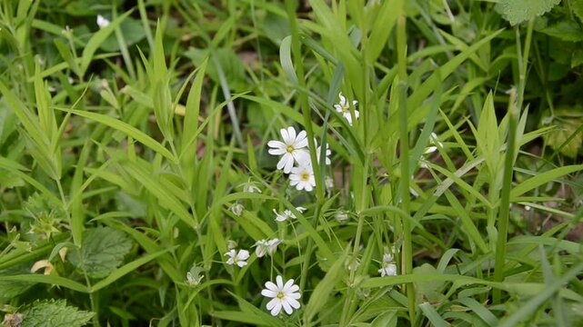 Forest starflower, or lanceolate starflower