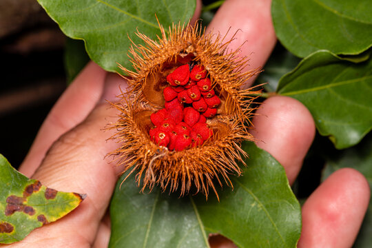 Macro photography of annatto, lipstick plant (Bixa orellana), Achiote, or urucum