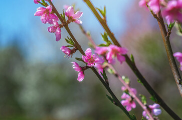 Branch with delicate pink apple flowers against blurred nature and blue sky.