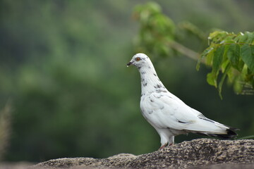 A White Pigeon on the Hilltop of the Maligatenna (Maligathanna) Raja Maha Viharaya, Gampaha, Sri Lanka.
