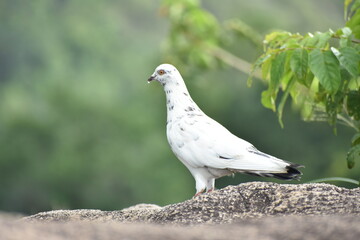 A White Pigeon on the Hilltop of the Maligatenna (Maligathanna) Raja Maha Viharaya, Gampaha, Sri Lanka.