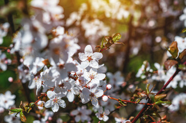 White cherry blossoms bloom on branches of tree with green leaves blooming against backdrop of sun glare.