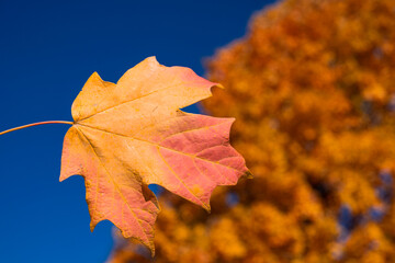 Autumn fall background. Maple leaves in autumn. Autumnal landscape. Wallpaper of fall. Natural beauty of fall. Falling leaves. Fallen leaves autumn wallpaper. Autumn leaves. Fall foliage.
