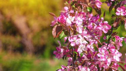 Delicate pink apple blossom on branch on light green blurred background. Spring content, screensaver. Copy space.