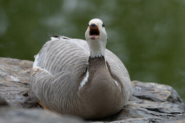 Waterfowl Concept, Close up Bar-headed Goose
