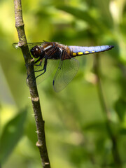 broad bodied chaser perched on a branch