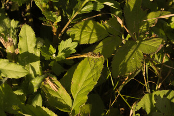 Sympetrum vulgatum