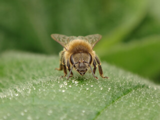 The western honey bee (Apis mellifera), also known as the European honey bee, resting on a green leaf