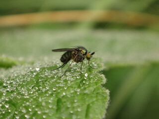 Long-legged fly (Dolichopus griseipennis), male sitting on a dew covered leaf