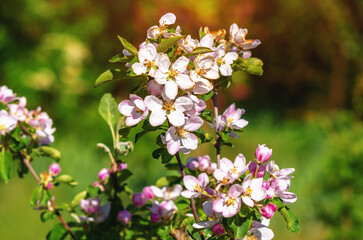 White-pink apple blossoms in various stages of bloom. Full bloom and buds. Blurred light green background.