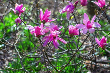Bush of pink magnolia flowers with varying degrees of opening, buds and blossoms. Blurred nature background.