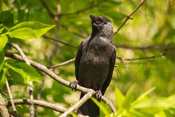 Blue-eyed Jackdaw sitting on an ash branch