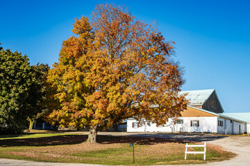 Ontario autumn countryside scene with old country wooden barn.