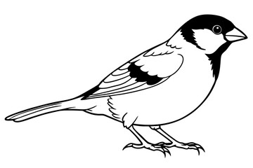 sparrow silhouette line art vector illustration with a white background