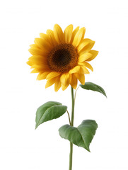 Obraz premium A single radiant sunflower stands tall with vibrant yellow petals and lush green leaves against a pristine white backdrop, showcasing nature's simple beauty and elegance.