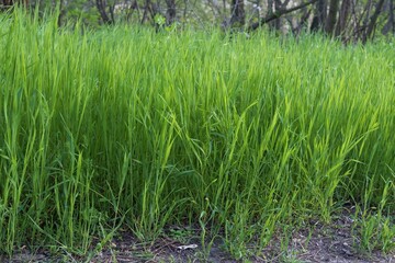 Obraz premium Natural field with lush green grass in spring sunlight close-up