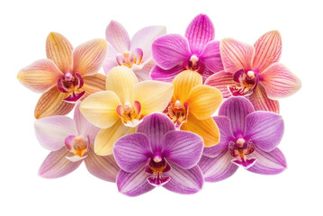 PNG Colorful orchid display with yellow, pink, and purple blooms