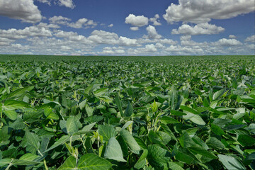 Agricultural soy plantation on blue sky - Green growing soybeans plant against sunlight