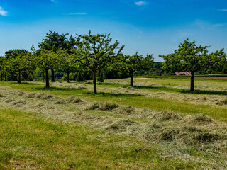 Baumgrundstück und frisch gemähte Wiese