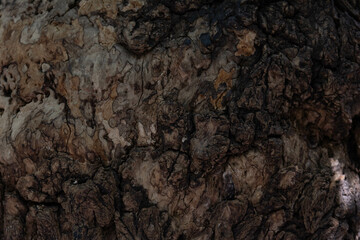 Background Concept, Shade and Shadow on the bark of old wood