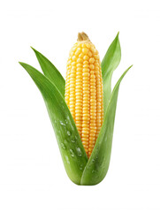 A fresh ear of yellow corn, still in its vibrant green husk with water droplets, stands upright against a clean white background showcasing its natural beauty.