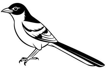 mockingbird silhouette line art vector illustration with a white background