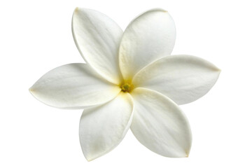 PNG Close-up of a white frangipani flower with yellow center on black background
