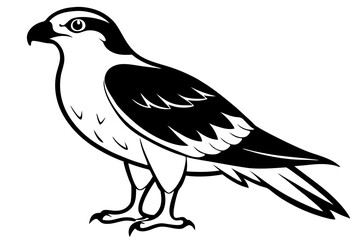 osprey silhouette line art vector illustration with a white background