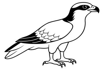 osprey silhouette line art vector illustration with a white background