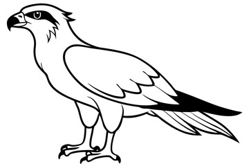 osprey silhouette line art vector illustration with a white background