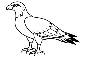 osprey silhouette line art vector illustration with a white background