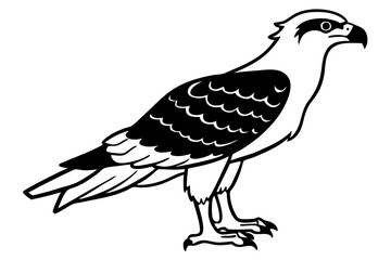 osprey silhouette line art vector illustration with a white background