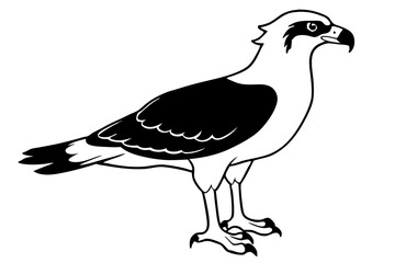 osprey silhouette line art vector illustration with a white background