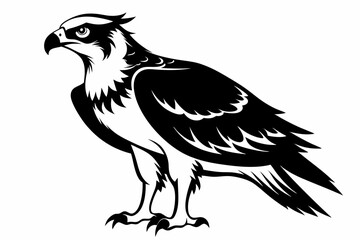 osprey silhouette line art vector illustration with a white background