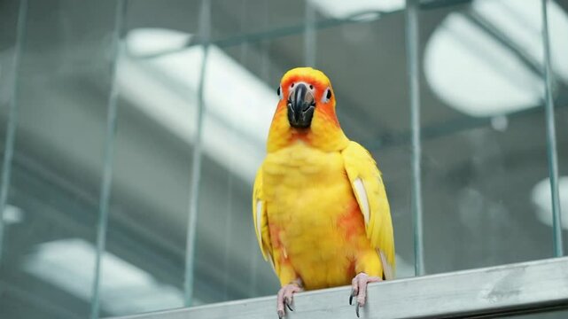 Yellow orange parrot in cage