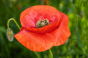 Fototapeta premium Vibrant Orange Poppy Flower Close-Up