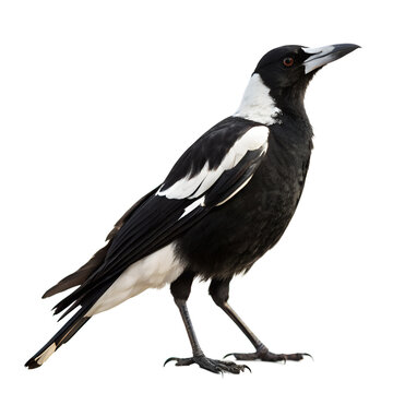 Australian Magpie Standing Black and White Bird Isolated on Transparent Background
