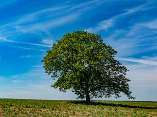 Obstbaum im Frühjahr
