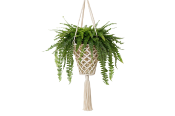 PNG Lush green fern in handcrafted macramé plant hanger on black background