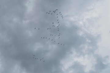Fototapeta premium Bandada de flamencos en el cielo