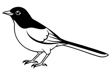 nightingale silhouette line art vector illustration with a white background